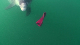 Ocean Stories S01E02 1080p WEB H264-CBFM EZTV