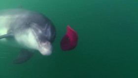 Ocean Stories S01E02 XviD-AFG EZTV