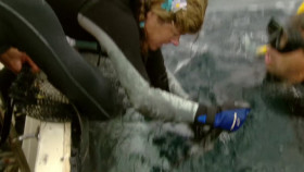 Ocean Stories S01E03 1080p HEVC x265-MeGusta EZTV