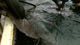 Ocean Stories S01E03 1080p WEB H264-CBFM EZTV