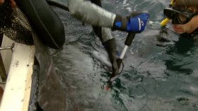 Ocean Stories S01E03 XviD-AFG EZTV