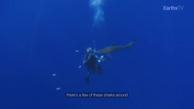 Ocean Vet S01E01 The Galapagos Shark 1080p HDTV H264-DARKFLiX EZTV