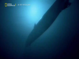 Ocean Wreck Investigation S01E01 480p x264-mSD EZTV