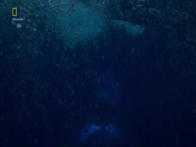OceanXplorers S01E04 480p x264-mSD EZTV
