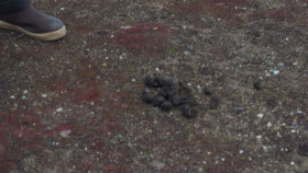 OceanXplorers S01E05 1080p HEVC x265-MeGusta EZTV