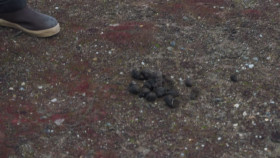 OceanXplorers S01E05 720p HEVC x265-MeGusta EZTV