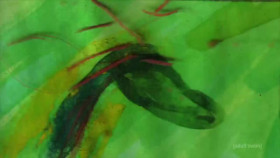 Off the Air S14E02 Plants 1080p HDTV x264-NGP EZTV