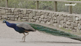 Off The Grid S01E04 Cork Ireland 2160p UHDTV H265-CBFM EZTV