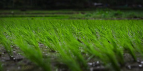 Omnivore S01E06 480p x264-RUBiK EZTV