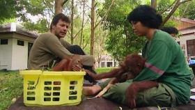Orangutan Diary Series 1 1of5 720p x264 HDTV EZTV