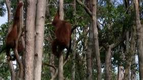 Orangutan Diary Series 1 3of5 720p x264 HDTV EZTV
