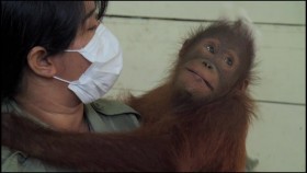Orangutan Jungle School S01E03 King of the Jungle 720p WEB H264-UNDERBELLY EZTV