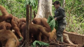 Orangutan Jungle School S02E01 720p HDTV x264-PLUTONiUM EZTV