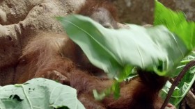 Orangutan Jungle School S02E01 HDTV x264-PLUTONiUM EZTV