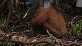 Orangutan Jungle School S03E01 A Wild Education 1080p WEB h264-CAFFEiNE EZTV