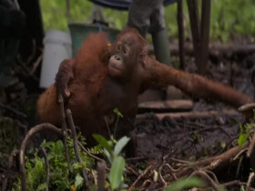 Orangutan Jungle School S03E01 A Wild Education 480p x264-mSD EZTV