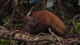 Orangutan Jungle School S03E01 A Wild Education XviD-AFG EZTV