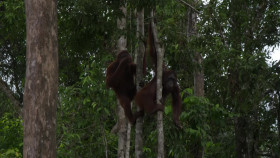 Orangutan Jungle School S03E02 A Friend in Need 1080p WEB h264-CAFFEiNE EZTV