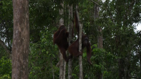 Orangutan Jungle School S03E02 A Friend in Need 720p WEB h264-CAFFEiNE EZTV