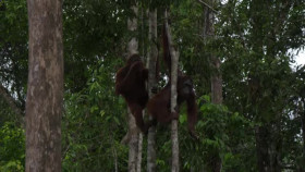 Orangutan Jungle School S03E02 A Friend in Need XviD-AFG EZTV