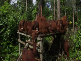 Orangutan Jungle School S03E03 Growing Pains 480p x264-mSD EZTV