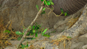 Our Living World S01E01 Natures Amazing Network NF WEB-DL 1080p x264 EAC3 FLUX EZTV