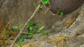 Our Living World S01E01 XviD-AFG EZTV