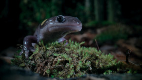 Our Living World-S01E02-The Rhythm of Life 1080p WEB-DL x264-FLUX EZTV