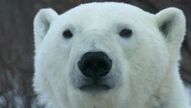 Our Living World-S01E03-Breaking Point 1080p WEB-DL x264-FLUX EZTV