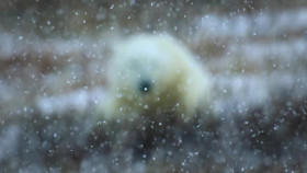 Our Living World S01E03 XviD-AFG EZTV