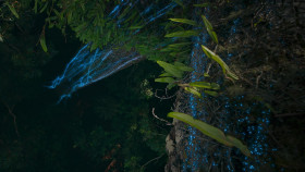 Our Living World-S01E04-Road to Recovery 1080p WEB-DL x264-FLUX EZTV