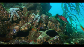 Our Oceans S01E01 1080p x265-ELiTE EZTV