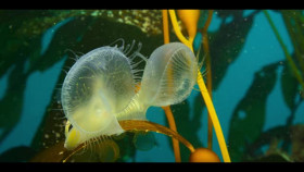 Our Oceans S01E01 XviD-AFG EZTV