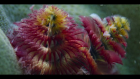 Our Oceans S01E02 720p x265-TiPEX EZTV