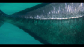 Our Oceans S01E02 Indian Ocean 720p NF WEB-DL DDP5 1 Atmos H 264-playWEB EZTV