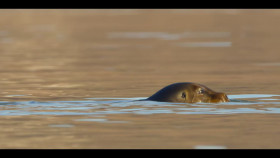 Our Oceans S01E04 1080p HEVC x265-MeGusta EZTV