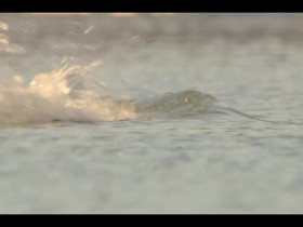 Our Oceans S01E04 480p x264-mSD EZTV