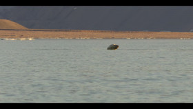 Our Oceans S01E04 720p x265-TiPEX EZTV