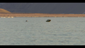 Our Oceans S01E04 Arctic Ocean 1080p NF WEB-DL DDP5 1 Atmos H 264-FLUX EZTV