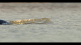 Our Oceans S01E04 XviD-AFG EZTV