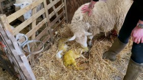 Our Yorkshire Farm S03E06 1080p HDTV H264-DARKFLiX EZTV