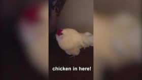 Outrageous Love With NeNe Leakes S01E01 XviD-AFG EZTV