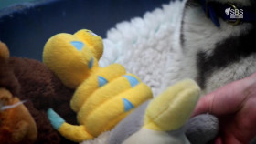 Paul O Grady For The Love Of Dogs S01E00 At Christmas 1080p HDTV H264-CBFM EZTV