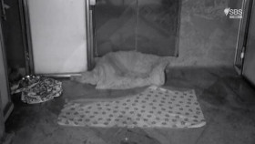 Paul O Grady For The Love Of Dogs S06E00 At Christmas XviD-AFG EZTV