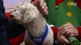 Paul O Grady For The Love Of Dogs S07E00 At Christmas 1080p HDTV H264-CBFM EZTV