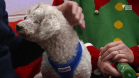 Paul O Grady For The Love Of Dogs S07E00 At Christmas XviD-AFG EZTV