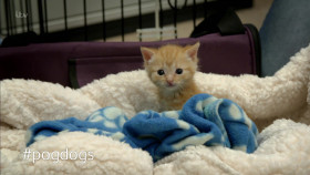 Paul O Grady For the Love of Dogs S09E09 1080p HDTV H264-DARKFLiX EZTV