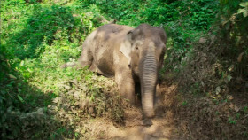 Paul O Gradys Great Elephant Adventure S01E01 1080p HDTV H264-DARKFLiX EZTV