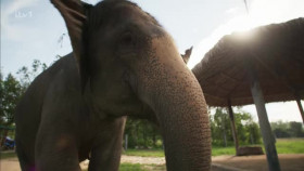 Paul O Gradys Great Elephant Adventure S01E02 XviD-AFG EZTV