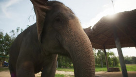 Paul OGradys Great Elephant Adventure S01E02 1080p WEB h264-POPPYCOCK EZTV